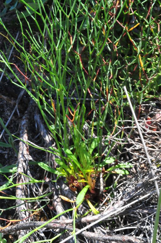 Limonium contortirameum